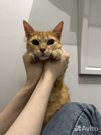Самый ласковый кот Рыжик в добрые руки