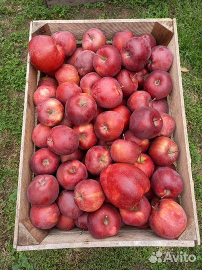 Яблоки