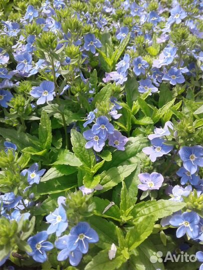 Почвопокровники (многолетники)