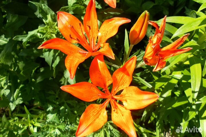 Сортовые лилии