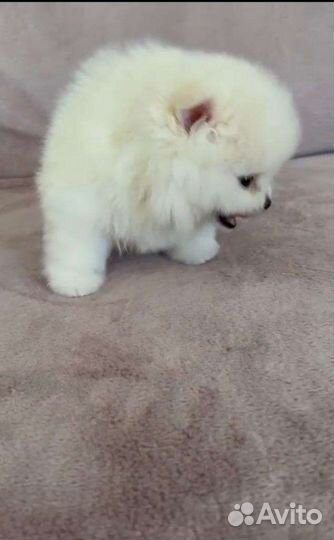 Мальчик Шпиц