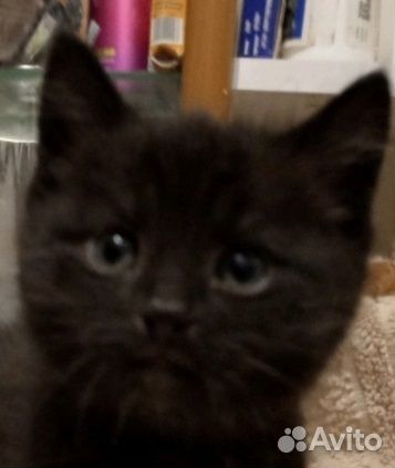 Черные котята в добрые руки