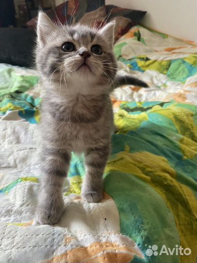 Котенок и кошечка шотландские