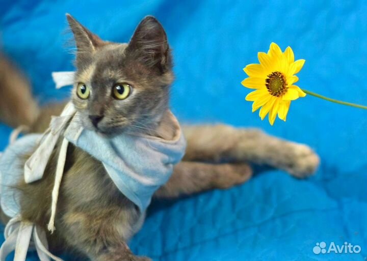 Кошки в добрые руки