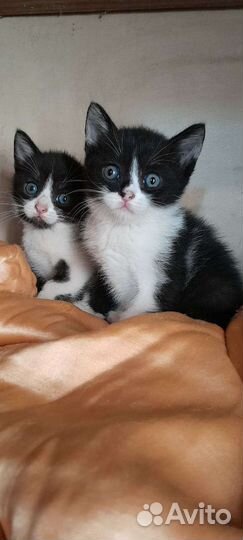 Кошка в дар бесплатно