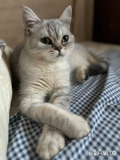 Шотланский котик