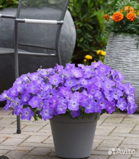 Петуния Шок Вейв, Изи Вейв