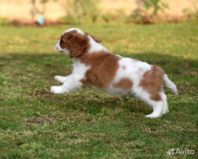 Кавалер кинг чарльз спаниель