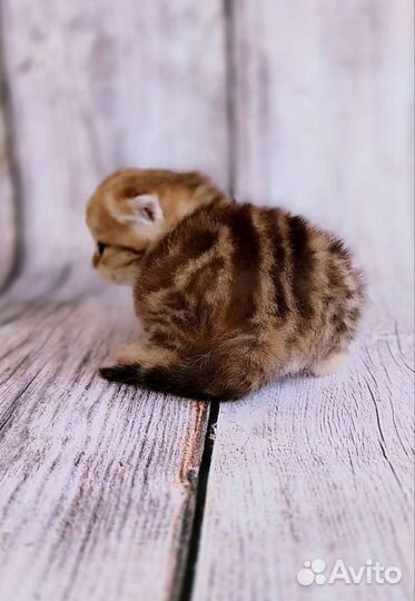 Девочка золотой мрамор. Страйт