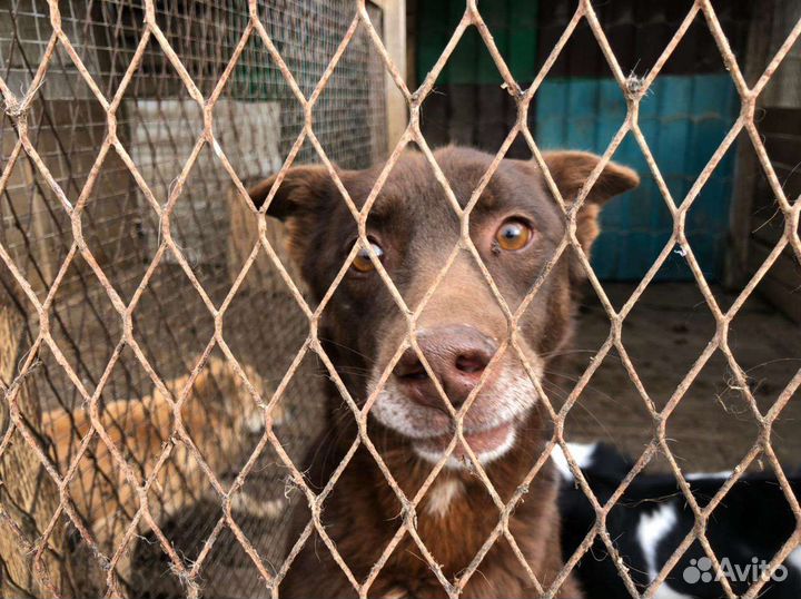 Собака ищет дом