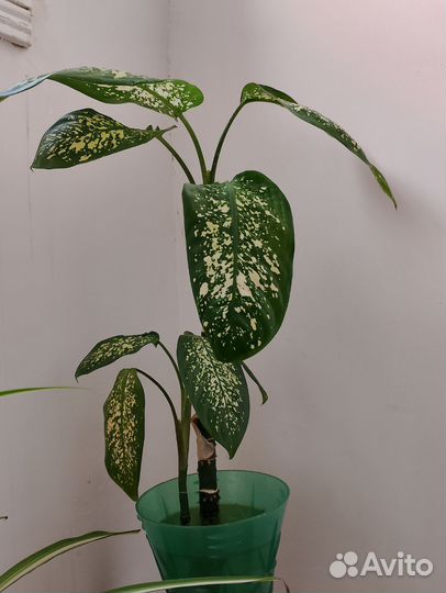 Диффенбахия