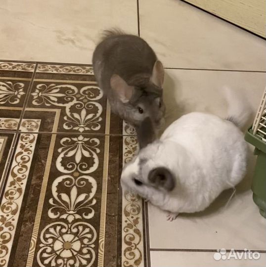 Семья шиншилл