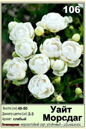 Саженцы оптом роз окс спб