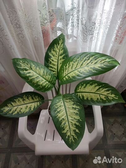 Диффенбахия Тропик Сноу