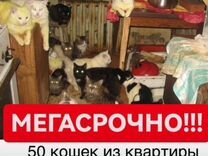 50 кошек ищут дом