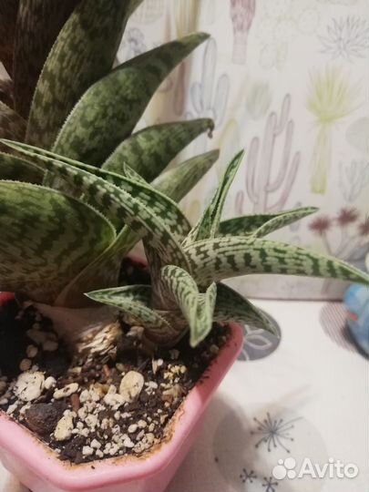 Суккуленты часть 2