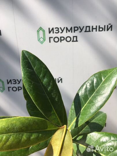 Магнолия грандифлора