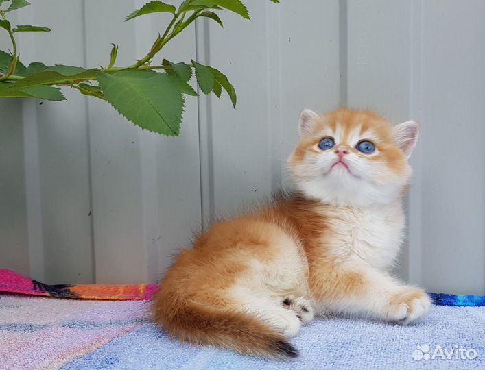 Золотая и голубая шиншилла