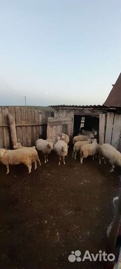 Овцы бараны