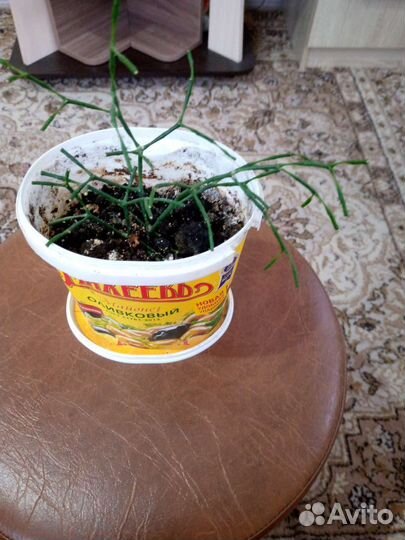 Цветок хатиора