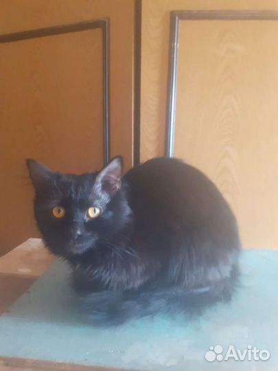 Молодой котик Тошка ищет своих любящих хозяев