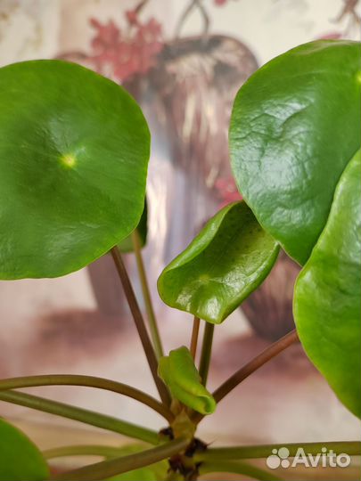 Пилея пеперомиевидная