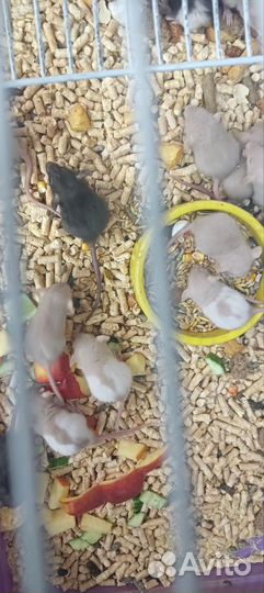 Крыса дамбо