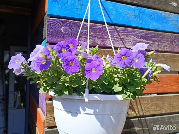Петуния, лобелия, калибрахоа в кашпо