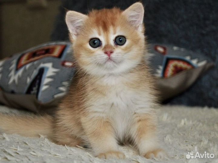 Британские золотые шиншиллы