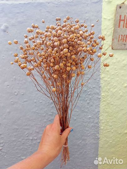 Лен сухоцвет