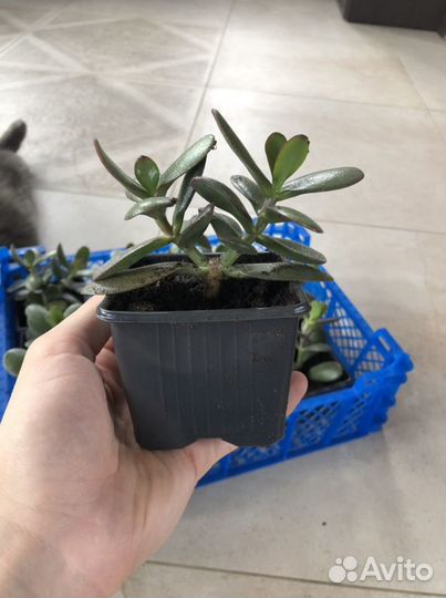 Денежное дерево / толстянка