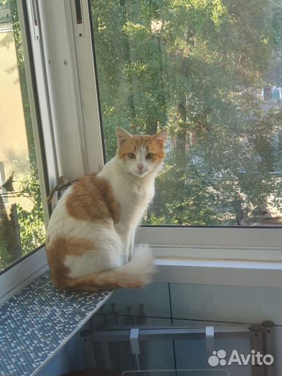 Кот, 1 год