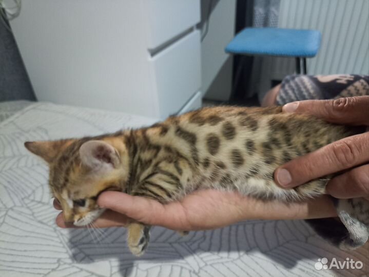 Бенгальский золотые девочки котята
