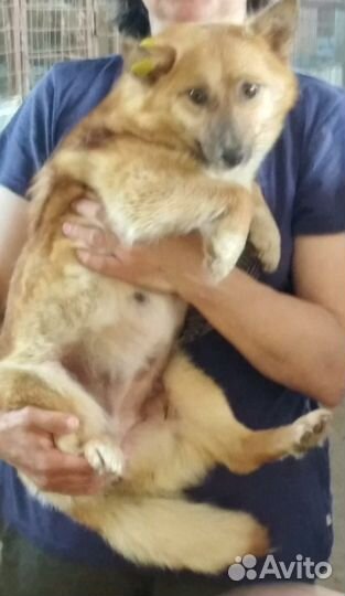 Маленькая собака