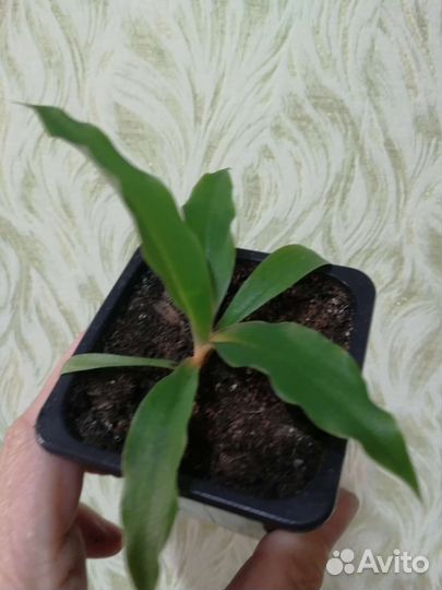 Домашние цветы