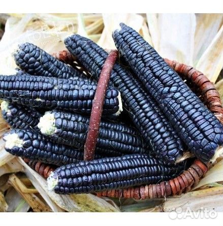 3 Коллекционных сорта картофеля и 3 кукурузы