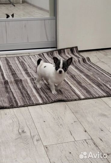 Чихуахуа мини девочка