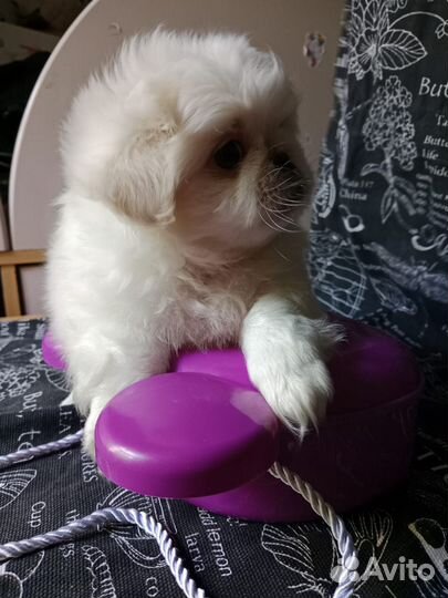 Щенок Пекинес девочка