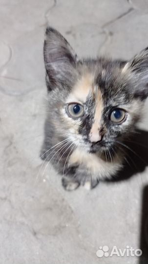 Шотландская кошка,котята в добрые руки