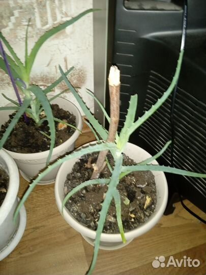 Отросток алое и денежное дерево