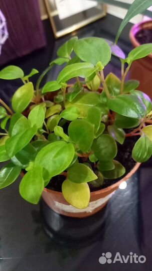 Комнатные растения