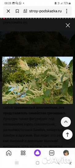 Рейнутрия сахалинская(гречиха сахалинская)