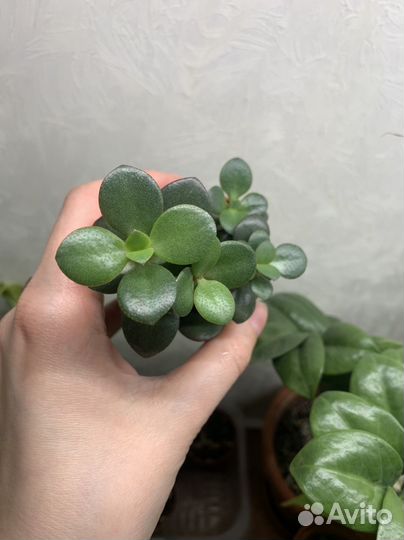 Суккуленты