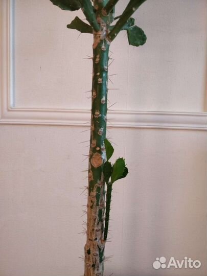 Кактус 163 см