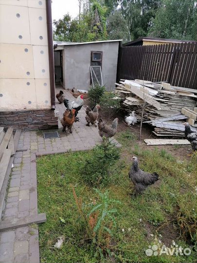 Куры