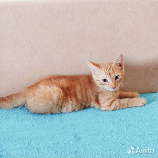 Рыжий игривый котенок в добрые руки