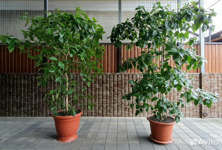 Гибискус китайская роза