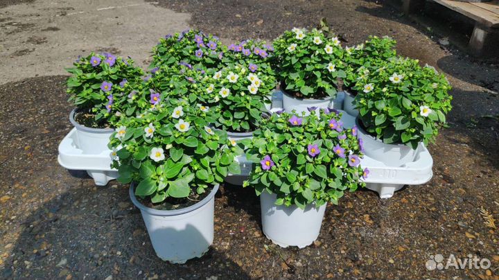 Прекрасные растения для сада и дома