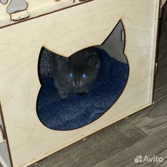 Котенок серый