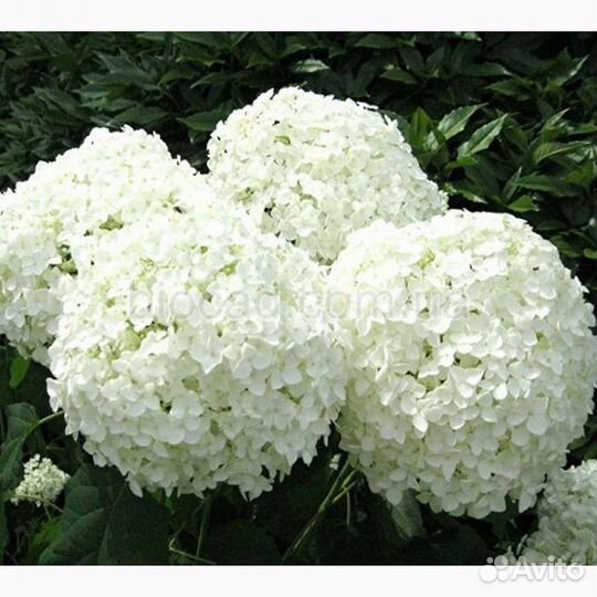 Саженцы белой гортензии White Ball